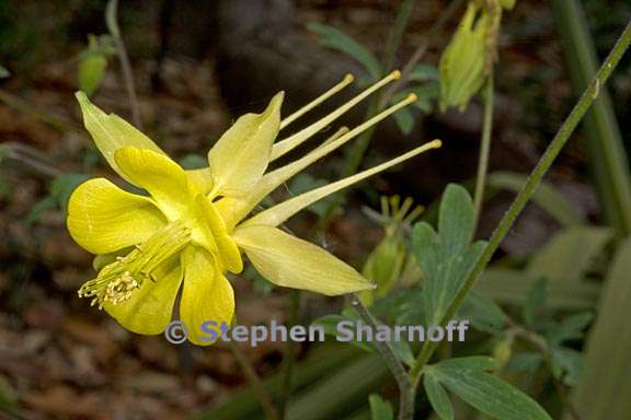 aquilegia chrysantha 3 graphic